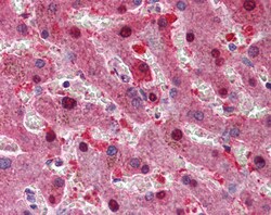 Invitrogen p16INK4a Polyclonal Antibody 100 &mu;g; Unconjugated:Antibodies,