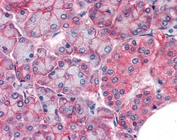 Invitrogen Claudin 14 Polyclonal Antibody 100 &mu;g; Unconjugated:Antibodies,