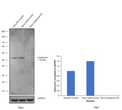 Invitrogen Calreticulin Polyclonal Antibody 100 &mu;L; Unconjugated:Antibodies,