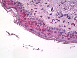 Invitrogen COX1 Polyclonal Antibody 100 &mu;g; Unconjugated:Antibodies,