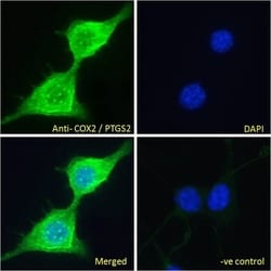 Invitrogen COX2 Polyclonal Antibody 100 &mu;g; Unconjugated:Antibodies,
