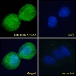 Invitrogen COX2 Polyclonal Antibody 100 &mu;g; Unconjugated:Antibodies,