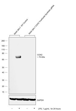 Invitrogen COX2 Polyclonal Antibody 100 &mu;g; Unconjugated:Antibodies,