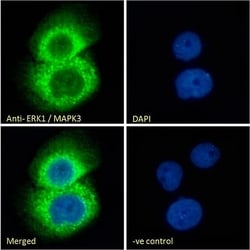 Invitrogen ERK1 Polyclonal Antibody 100 &mu;g; Unconjugated:Antibodies,