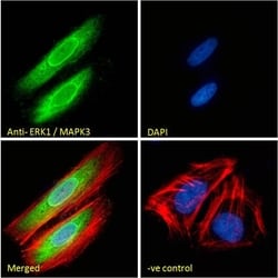 Invitrogen ERK1 Polyclonal Antibody 100 &mu;g; Unconjugated:Antibodies,