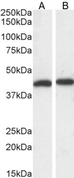 Invitrogen ERK1 Polyclonal Antibody 100 &mu;g; Unconjugated:Antibodies,