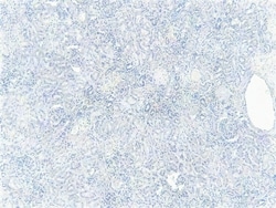 Invitrogen FOXO3A Polyclonal Antibody 100 &mu;g; Unconjugated:Antibodies,