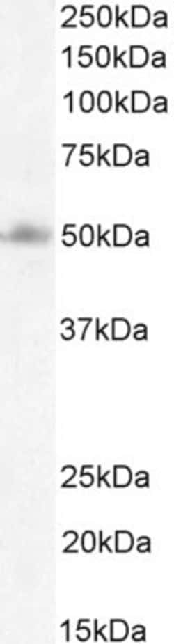 Invitrogen FOXG1 Polyclonal Antibody 100 &mu;g; Unconjugated:Antibodies,