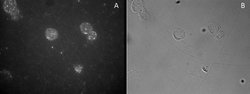 Invitrogen FOXP3 Polyclonal Antibody 100 &mu;g; Unconjugated:Antibodies,