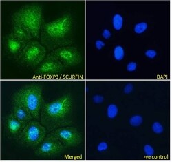 Invitrogen FOXP3 Polyclonal Antibody 100 &mu;g; Unconjugated:Antibodies,