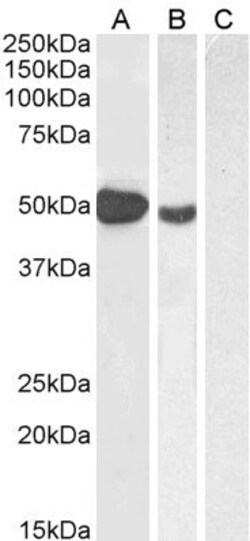 Invitrogen FOXP3 Polyclonal Antibody 100 &mu;g; Unconjugated:Antibodies,