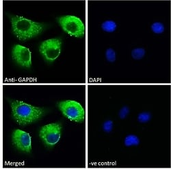 Invitrogen GAPDH Polyclonal Antibody 100 &mu;g; Unconjugated:Antibodies,