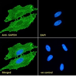 Invitrogen GAPDH Polyclonal Antibody 100 &mu;g; Unconjugated:Antibodies,