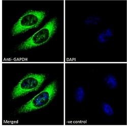 Invitrogen GAPDH Polyclonal Antibody 100 &mu;g; Unconjugated:Antibodies,