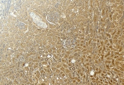 Invitrogen GAPDH Polyclonal Antibody 100 &mu;g; Unconjugated:Antibodies,