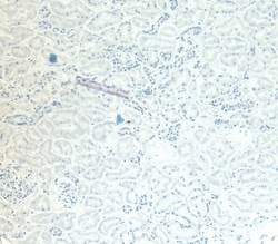 Invitrogen GAPDH Polyclonal Antibody 100 &mu;g; Unconjugated:Antibodies,