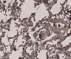 Invitrogen GAPDH Polyclonal Antibody 100 &mu;g; Unconjugated:Antibodies,