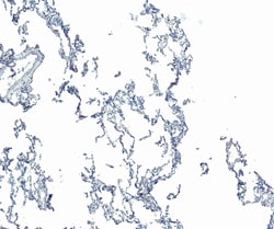 Invitrogen GAPDH Polyclonal Antibody 100 &mu;g; Unconjugated:Antibodies,