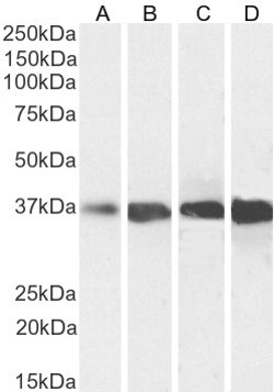 Invitrogen GAPDH Polyclonal Antibody 100 &mu;g; Unconjugated:Antibodies,