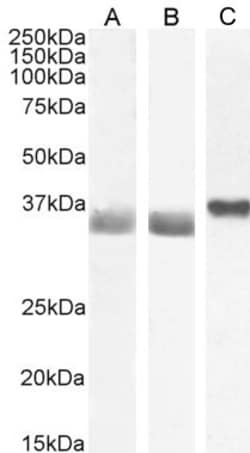 Invitrogen GAPDH Polyclonal Antibody 100 &mu;g; Unconjugated:Antibodies,