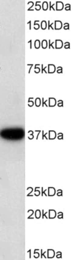 Invitrogen GAPDH Polyclonal Antibody 100 &mu;g; Unconjugated:Antibodies,