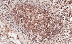 Invitrogen GRB2 Polyclonal Antibody 100 &mu;g; Unconjugated:Antibodies,