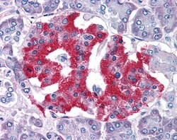 Invitrogen GRB2 Polyclonal Antibody 100 &mu;g; Unconjugated:Antibodies,