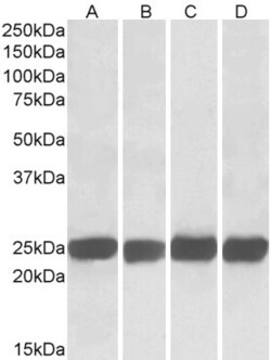 Invitrogen GRB2 Polyclonal Antibody 100 &mu;g; Unconjugated:Antibodies,