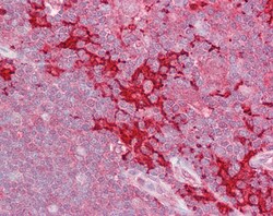 Invitrogen HPK1 Polyclonal Antibody 100 &mu;g; Unconjugated:Antibodies,