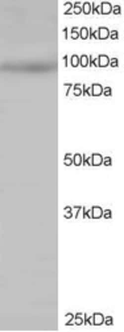 Invitrogen HPK1 Polyclonal Antibody 100 &mu;g; Unconjugated:Antibodies,