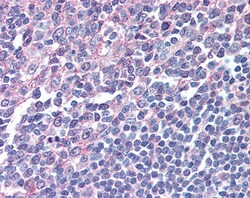 Invitrogen IRF8 Polyclonal Antibody 100 &mu;g; Unconjugated:Antibodies,