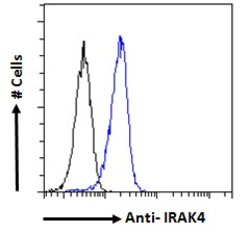 Invitrogen IRAK4 Polyclonal Antibody 100 &mu;g; Unconjugated:Antibodies,