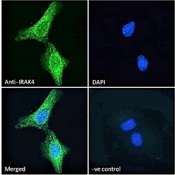 Invitrogen IRAK4 Polyclonal Antibody 100 &mu;g; Unconjugated:Antibodies,