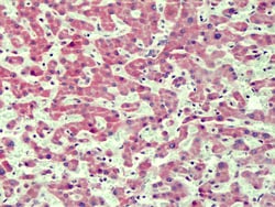 Invitrogen IRAK4 Polyclonal Antibody 100 &mu;g; Unconjugated:Antibodies,
