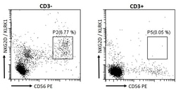 Invitrogen NKG2D Polyclonal Antibody 100 &mu;g; Unconjugated:Antibodies,