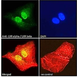 LXR alpha/beta Polyclonal Antibody:Antibodies, Polyclonal
