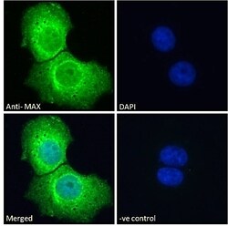 Invitrogen MAX Polyclonal Antibody 100 &mu;g; Unconjugated:Antibodies,