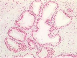 Invitrogen MAX Polyclonal Antibody 100 &mu;g; Unconjugated:Antibodies,