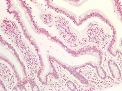 Invitrogen MAX Polyclonal Antibody 100 &mu;g; Unconjugated:Antibodies,