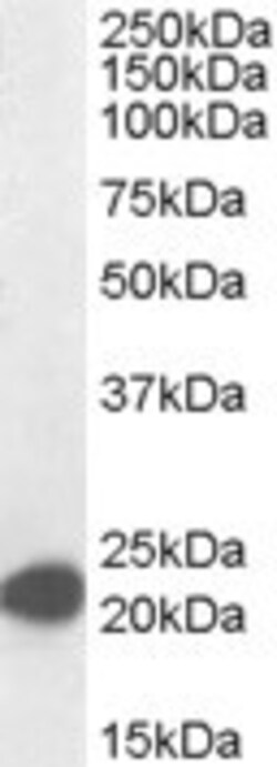 Invitrogen MAX Polyclonal Antibody 100 &mu;g; Unconjugated:Antibodies,
