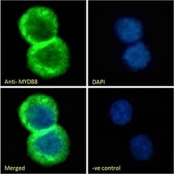 Invitrogen MyD88 Polyclonal Antibody 100 &mu;g; Unconjugated:Antibodies,
