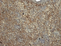 Invitrogen MyD88 Polyclonal Antibody 100 &mu;g; Unconjugated:Antibodies,