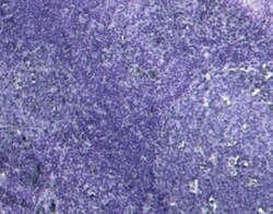 Invitrogen MyD88 Polyclonal Antibody 100 &mu;g; Unconjugated:Antibodies,