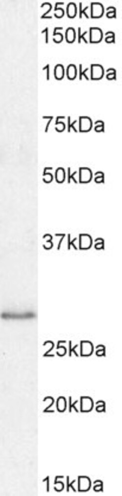 Invitrogen MyD88 Polyclonal Antibody 100 &mu;g; Unconjugated:Antibodies,