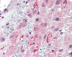 Invitrogen Osteopontin Polyclonal Antibody 100 &mu;g; Unconjugated:Antibodies,