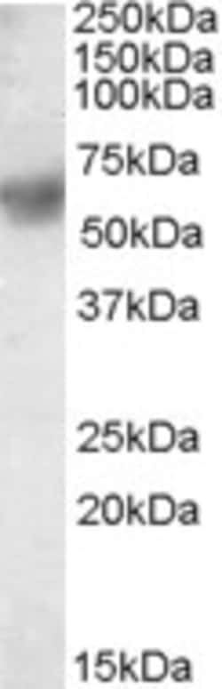 Invitrogen ERp57 Polyclonal Antibody 100 &mu;g; Unconjugated:Antibodies,