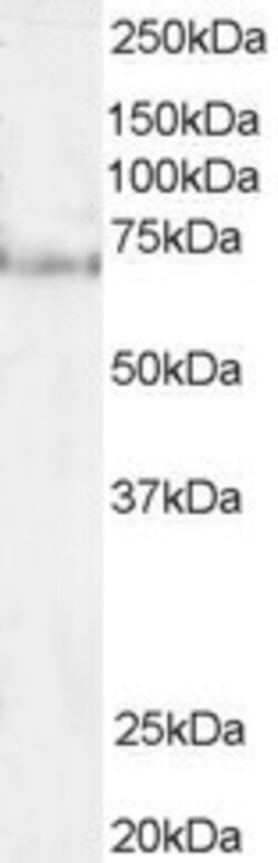 Invitrogen PES1 Polyclonal Antibody 100 &mu;g; Unconjugated:Antibodies,