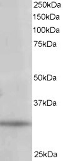 Invitrogen PITPN Polyclonal Antibody 100 &mu;g; Unconjugated:Antibodies,