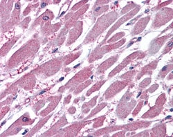 Invitrogen PPP2R1A Polyclonal Antibody 100 &mu;g | Buy Online | Invitrogen&trade; | Fisher Scientific