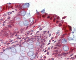 Invitrogen 15-PGDH Polyclonal Antibody 100 &mu;g; Unconjugated:Antibodies,